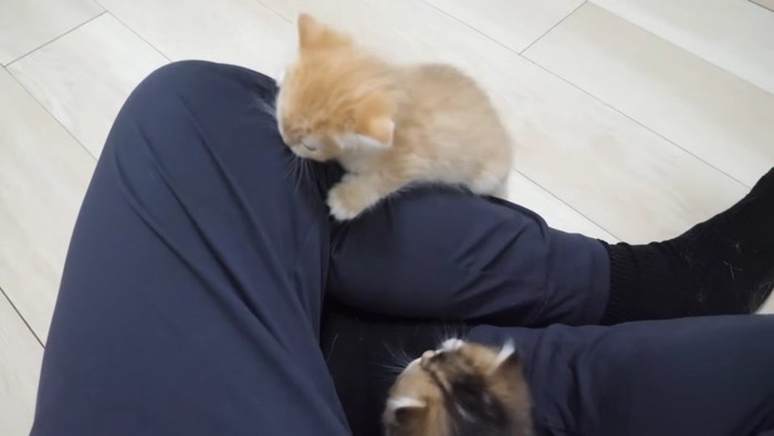 飼い主さんの膝を甘噛みする赤ちゃん