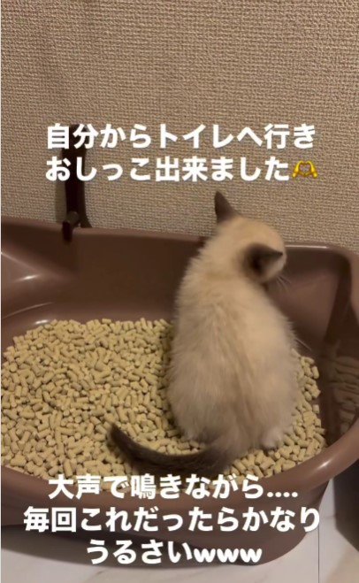 おしっこをしている子猫