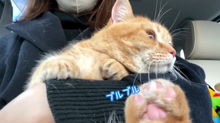 車の中でママに抱っこされながら震えるマンチカン