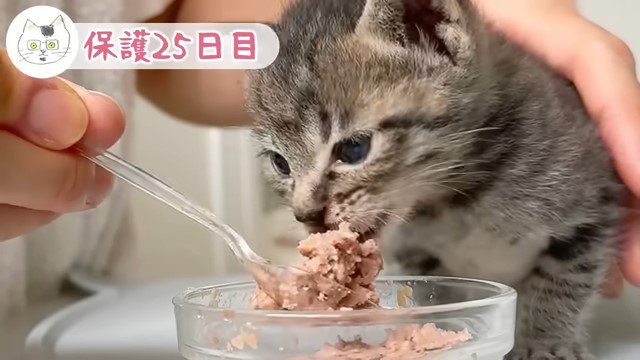 スプーンですくったウェットフードを食べる子猫