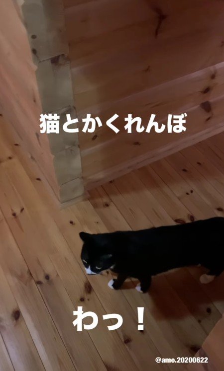 突然声をかけられたあもちゃん