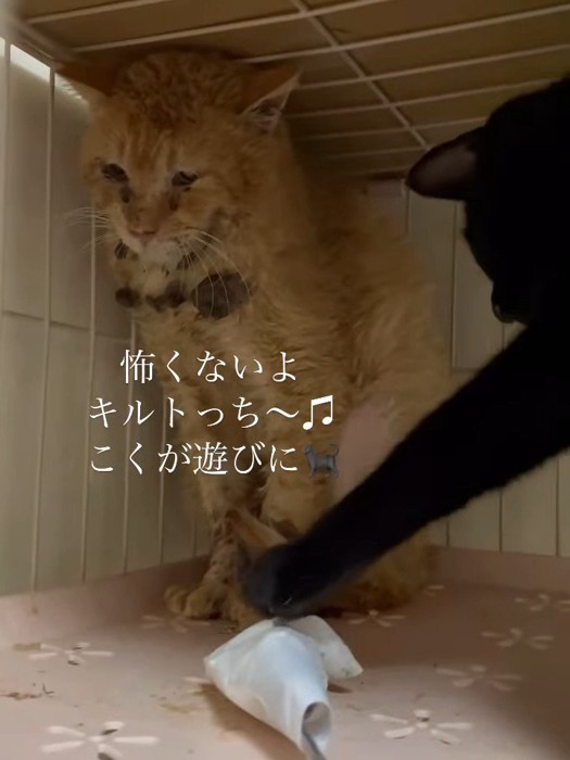 棒を触る黒猫