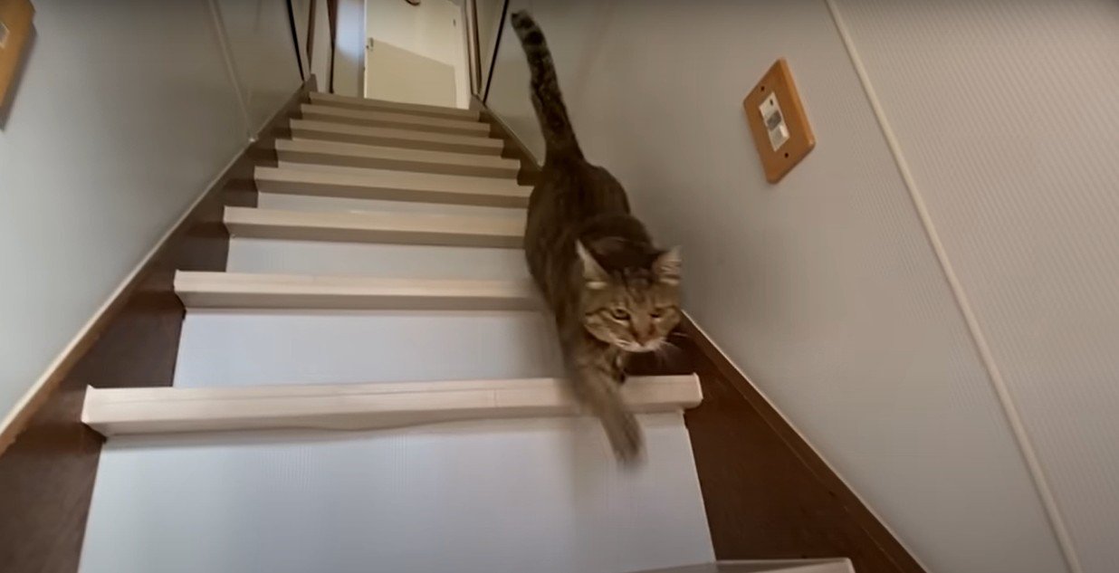 階段を駆け下りる猫
