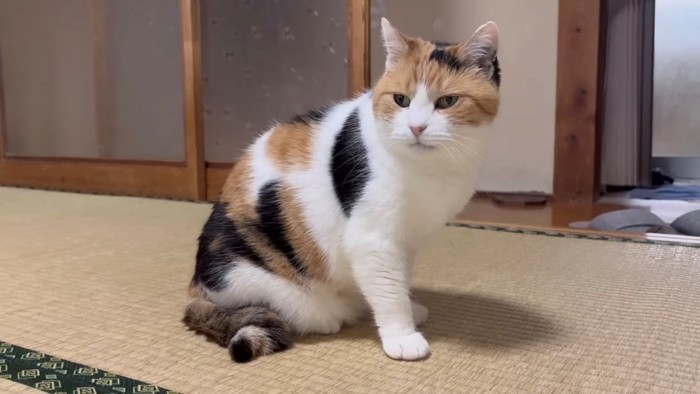 右手を前に出し座り、斜め方向を見る猫