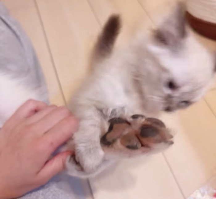 前足で遊ぶ子猫