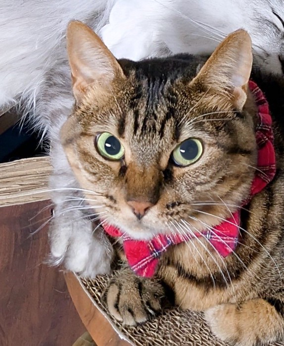 困っている表情の猫