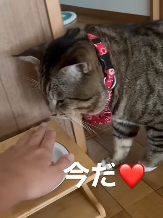 手でお皿を隠さる猫