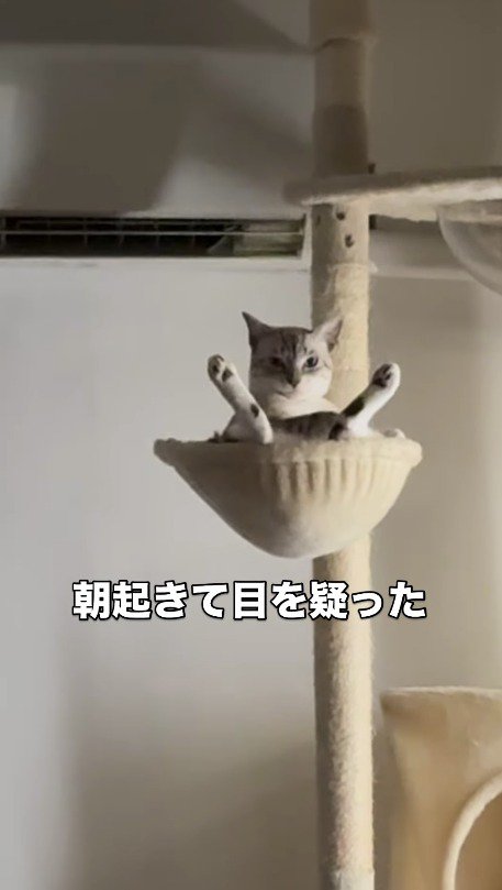 キャットタワーに座って遠くを見つめる猫