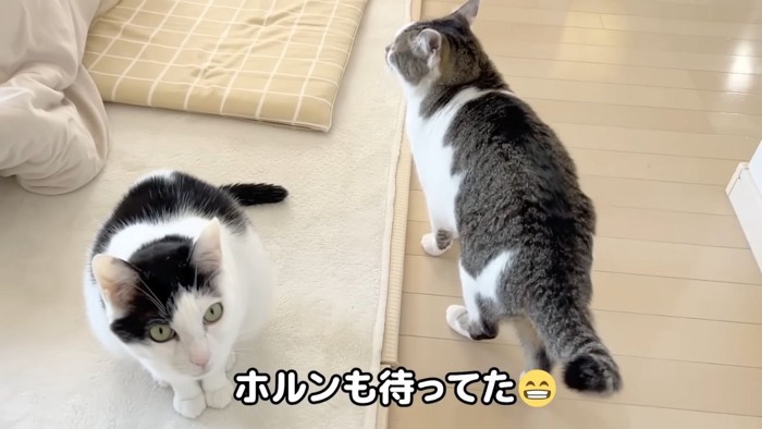 2匹の猫