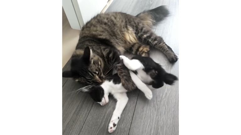 廊下にいる猫たち
