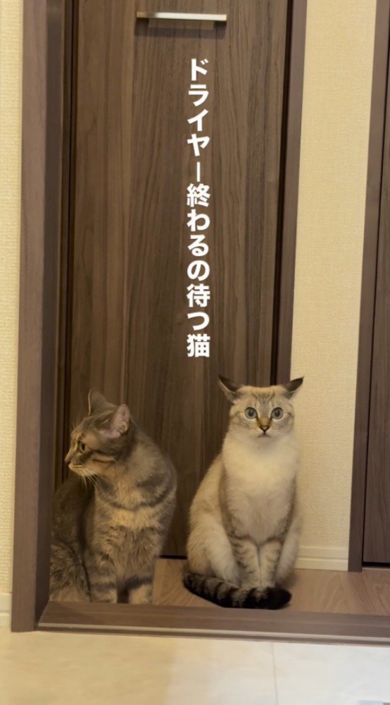 飼い主から離れた場所に座る2頭の猫