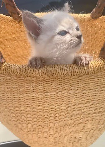 かごの中から外を眺める子猫