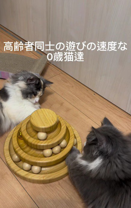 おもちゃで遊ぶ2匹の猫