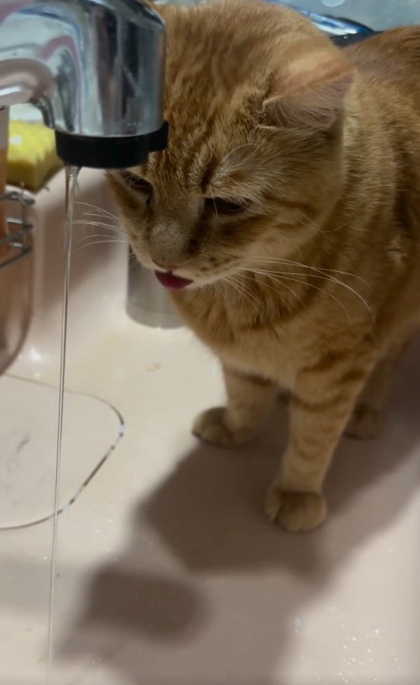 舌を出しながら水を眺める猫