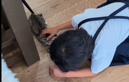 伏せる子猫