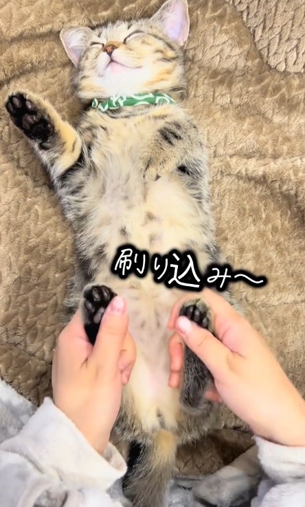 猫の肉球を触る人
