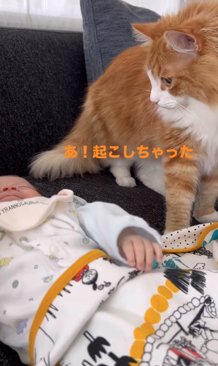 赤ちゃんの顔を見つめる茶白猫「あ!起こしちゃった」