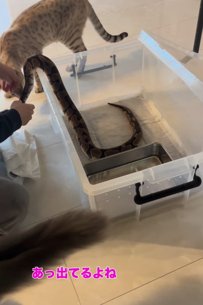 ケースから出るヘビ