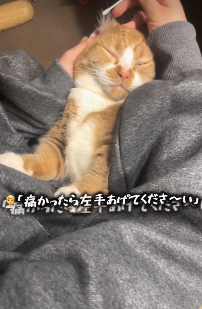 %ママに耳掃除されるマンチカン%痛かったら左手挙げてくださーい