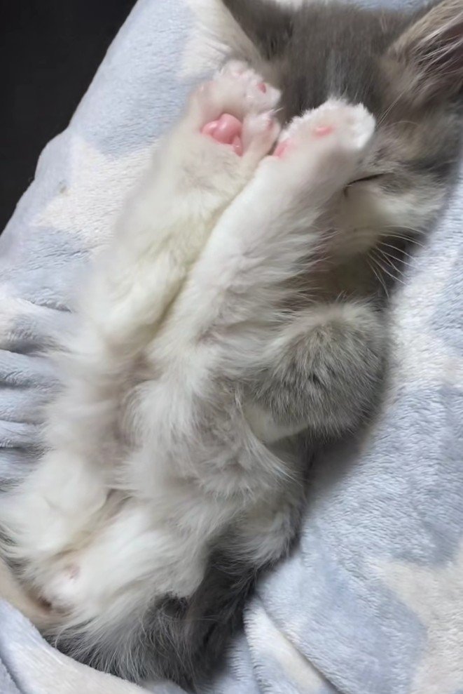 足で顔を隠すさっくん