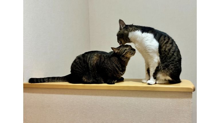 室内にいる猫たち