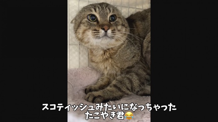 怒ってイカ耳のたこやきくん