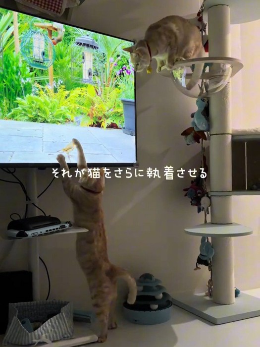テレビに触る猫と上から見る猫