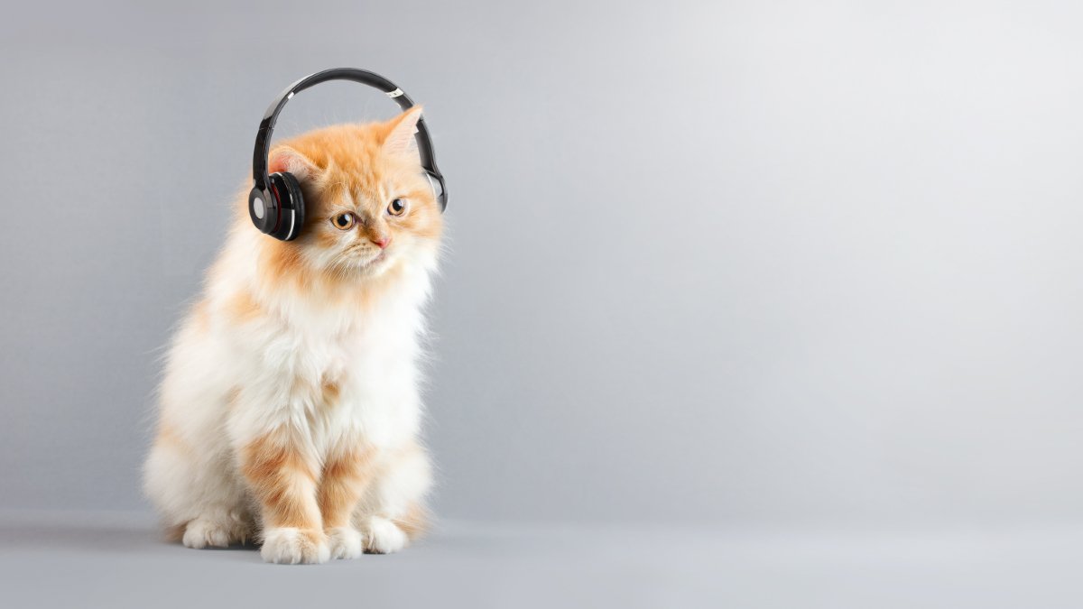イヤホンする猫