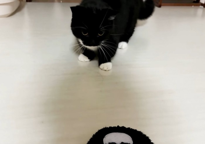 後ずさり体勢でスリッパを見つめる黒白猫