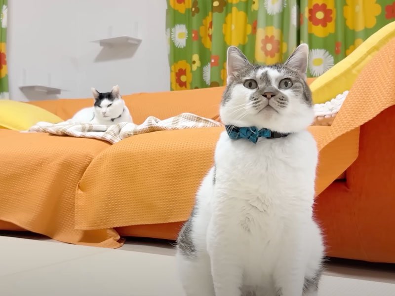 リビングの猫たち