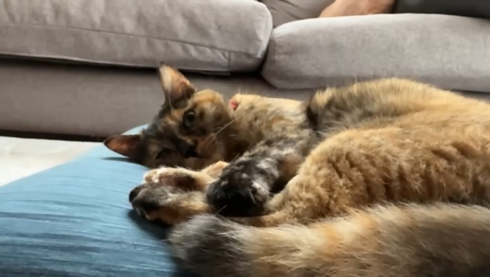 寝転ぶ大人たっちゃん