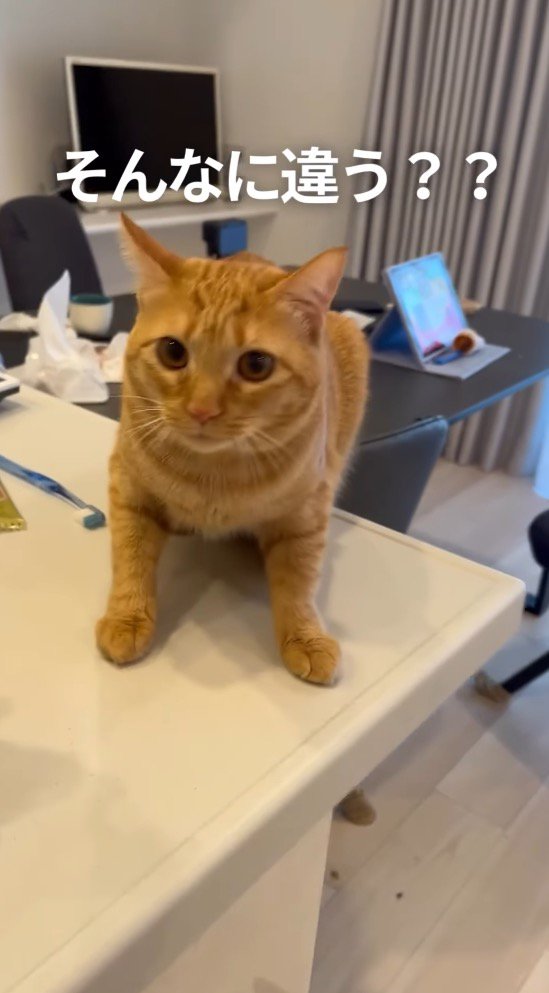 飼い主の動きに合わせて少し移動する猫