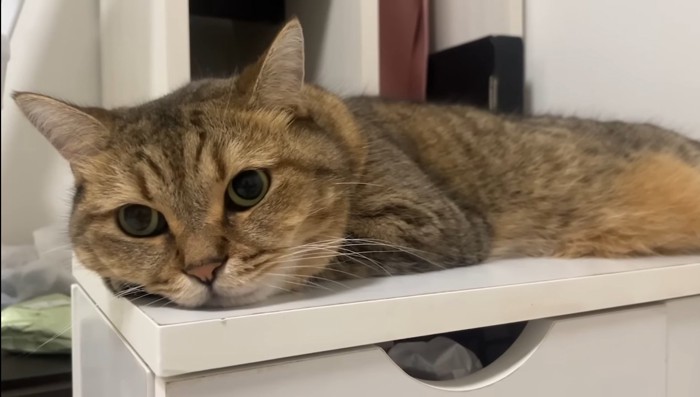 おめめぱっちり