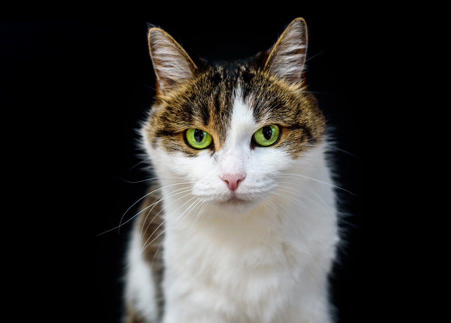 猫の上半身アップ