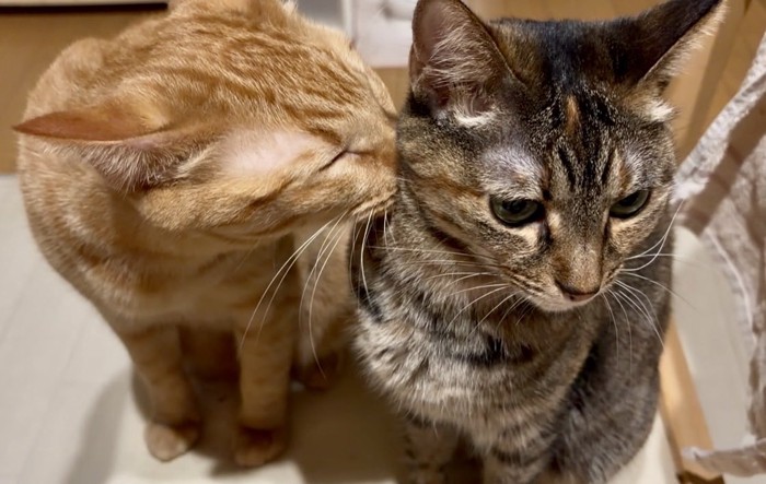麦わら猫に顔を埋める茶トラ猫