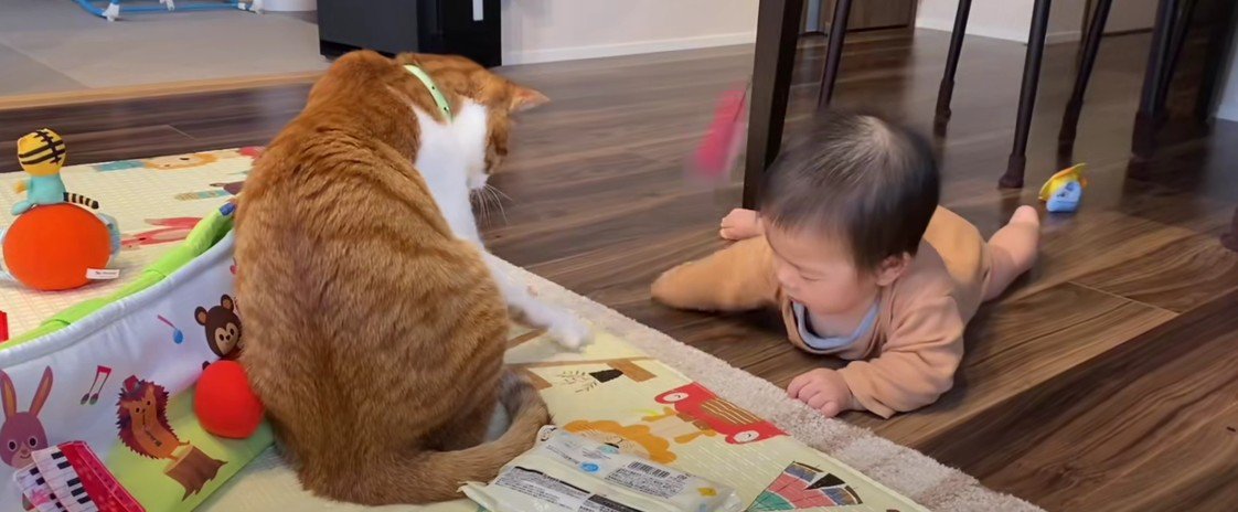 遊んでいる猫と赤ちゃん