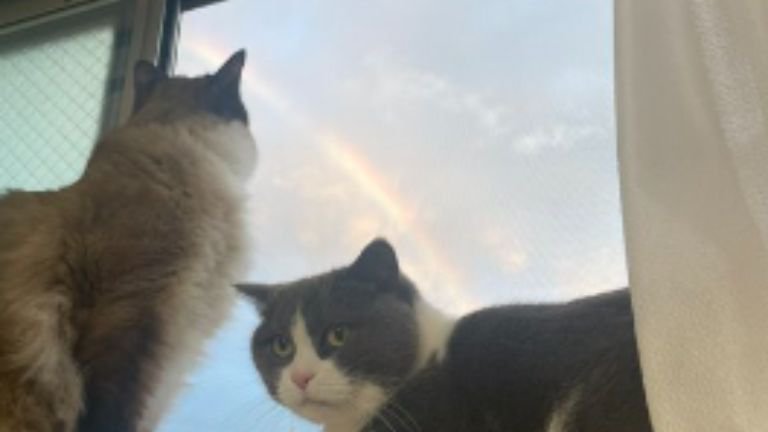 窓辺にいる猫たち