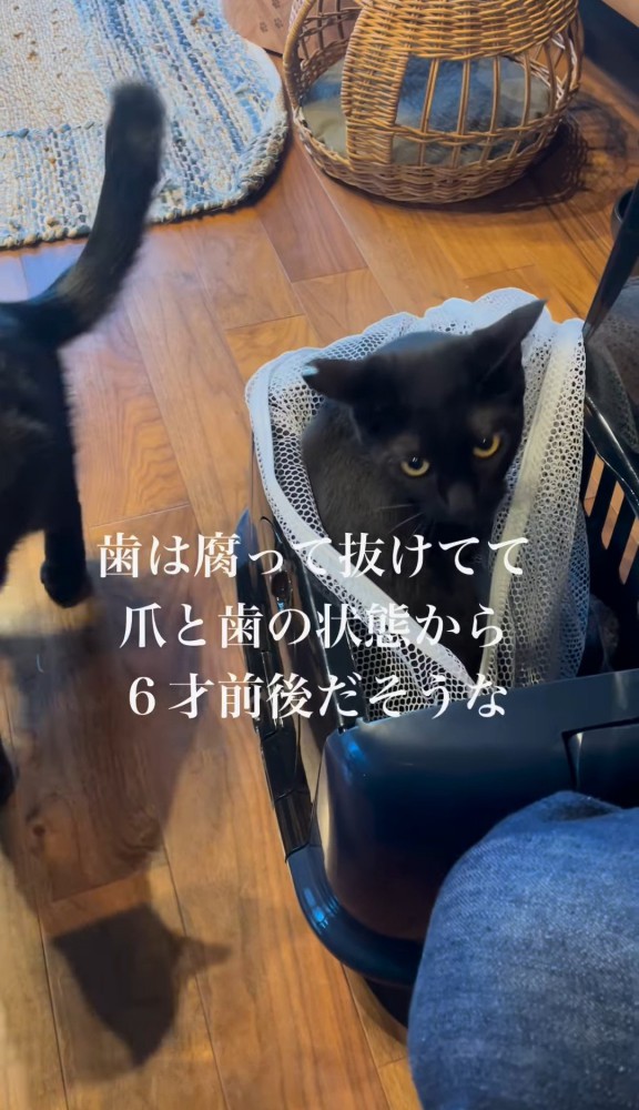 キャリーの中でこちらを向く猫