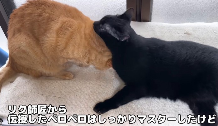 茶トラ猫を毛づくろいする黒猫