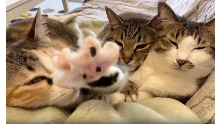 ソファーにいる猫たち