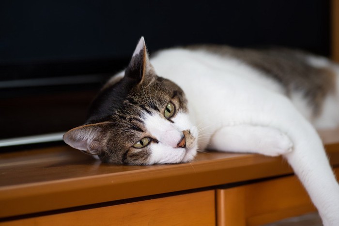 やる気が起きない猫