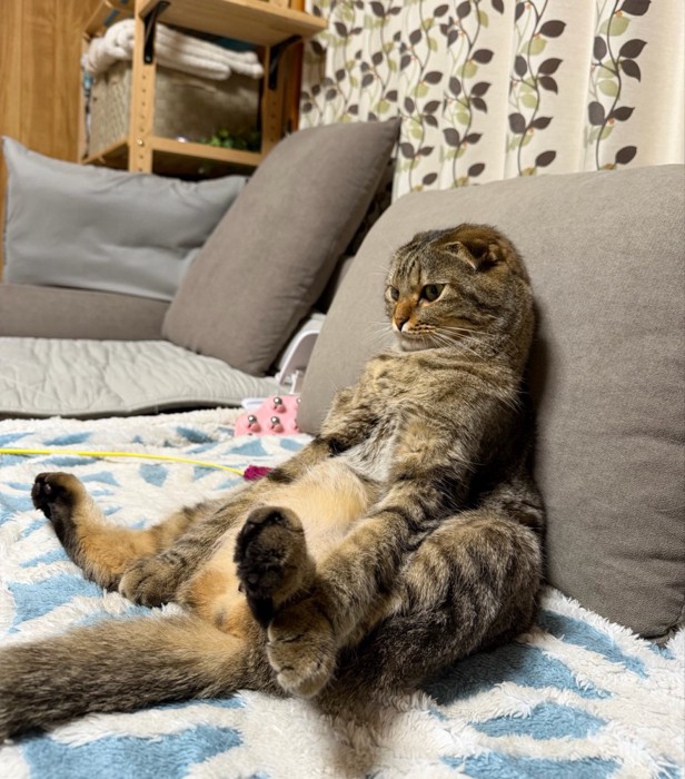 人間みたいに座る猫