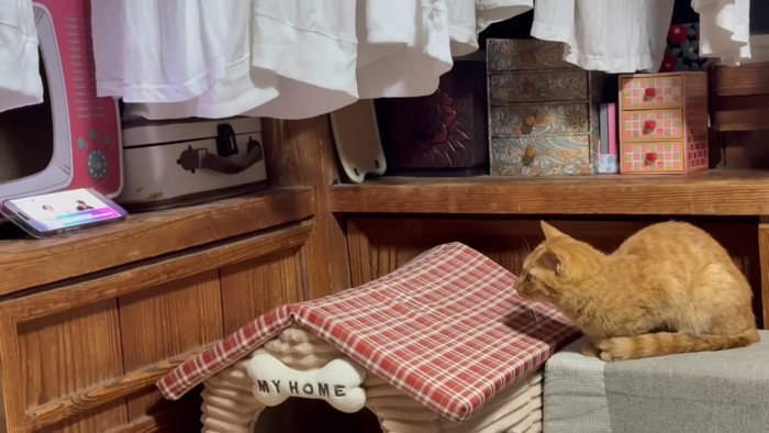 一心不乱に競馬番組を見つめ続ける月ちゃん