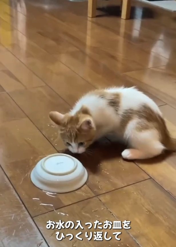 お皿を眺めるのんちゃん