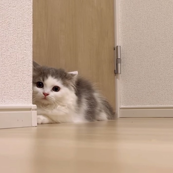 壁の後ろから覗く猫の写真2