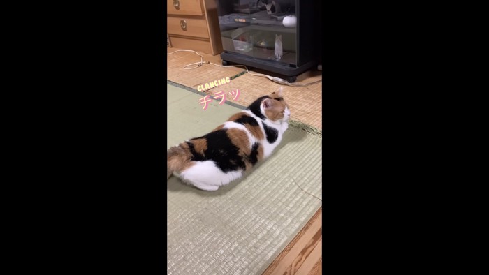 チラ見しているミケ