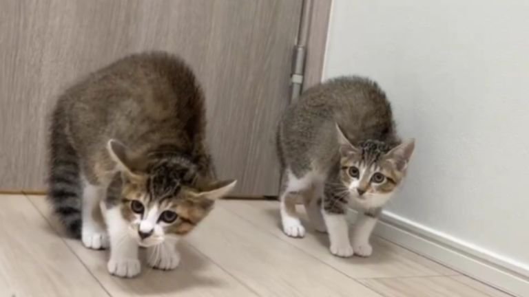 やんのかしている子猫