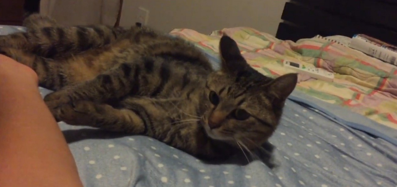 寝そべる猫(背景カラフル布団)