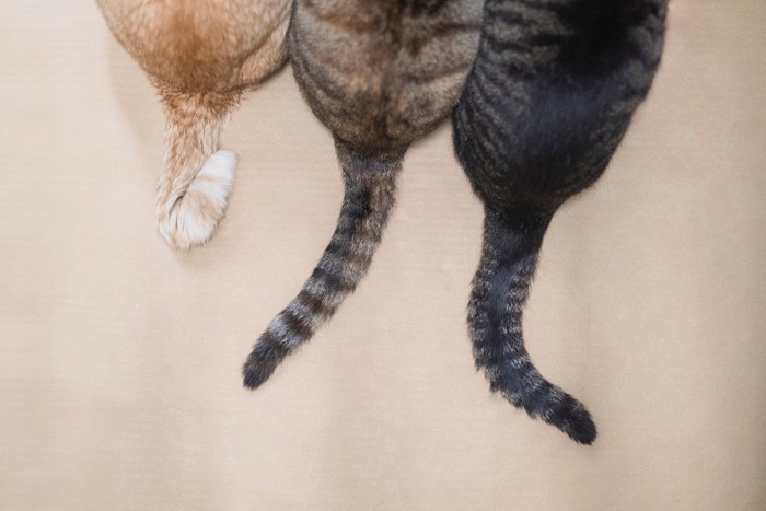 3匹の猫のしっぽ