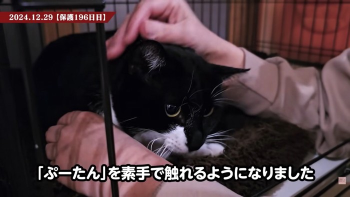 テロップ「ぷーたんを素手で~」